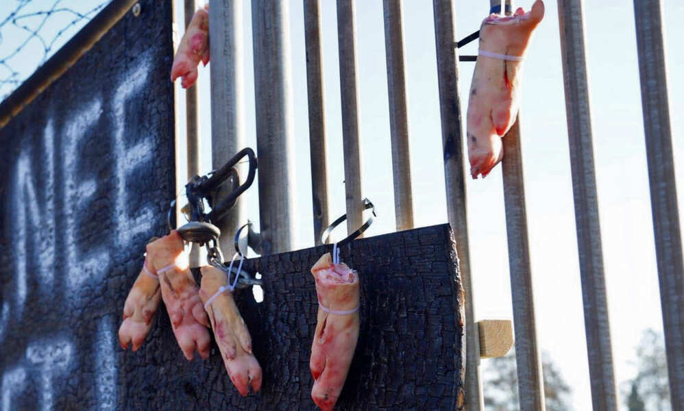 Peus de porc contra la construcció d'un centre d'immigrants a Holanda