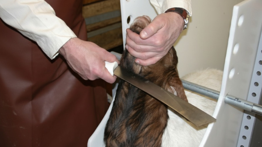 Percepciones de España 1 Lanzarote realiza un curso de sacrificio halal para adaptarse a las necesidades de los musulmanes